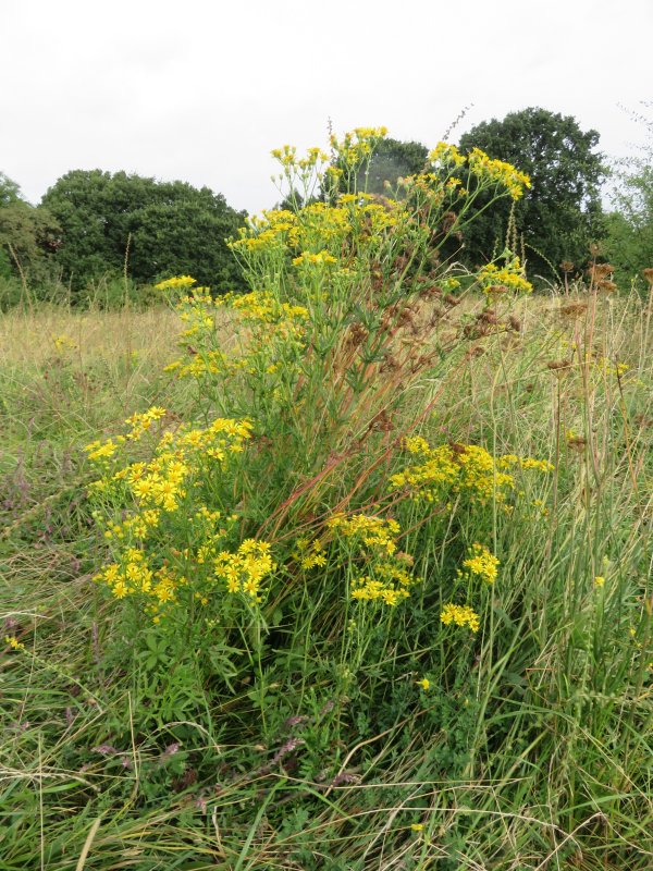 Cuddington Recreation Ground